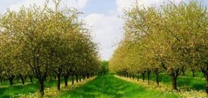 Plantation et valorisation des vergers familiaux
